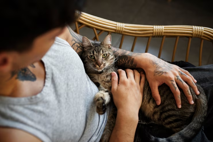 What are the benefits of adopting a rescue cat?
